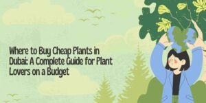 Where to Buy Cheap Plants in Dubai: A Complete Guide for Plant Lovers on a Budget